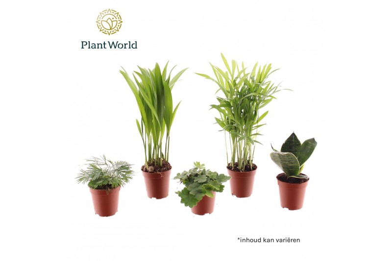 Kamerplanten mix Tiny Happy Family basic mix 4-5 soorten 1 pp 