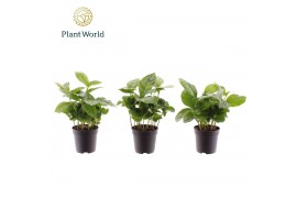 Coffea arabica Coffea Arabica 7 cm 6 pp