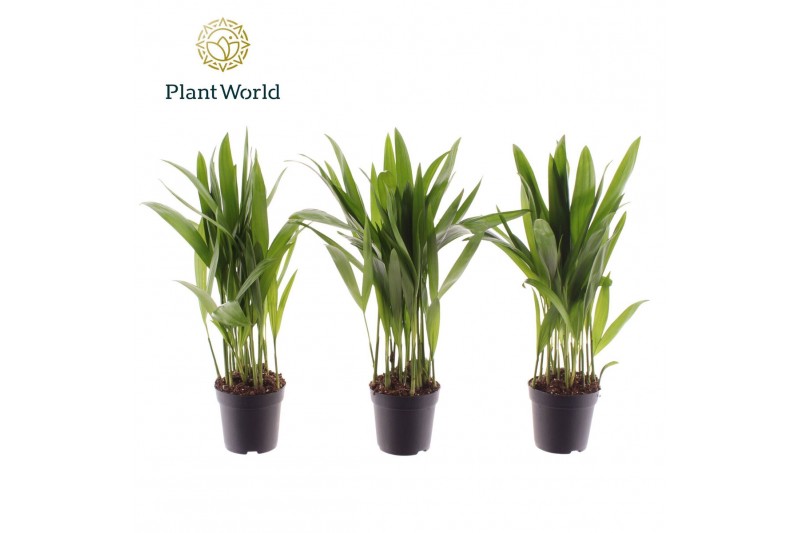 Dypsis lutescens Dypsis lutescens (Areca) 7 cm 8 pp 