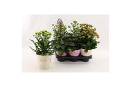 Kalanchoe veranda mix Kalanchoe Special Mix, minimaal 3 soorten van bi