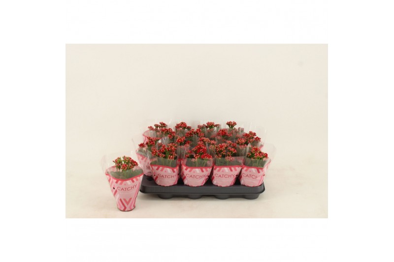 Kalanchoe blossfeldiana gevuld rubio red Kalanchoe Double Red1 pp 