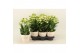 Kalanchoe sunny white Kalanchoe Sunny Whitepp 