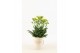 Kalanchoe sunny white Kalanchoe Sunny Whitepp 