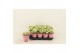 Kalanchoe calandiva whites Double White 