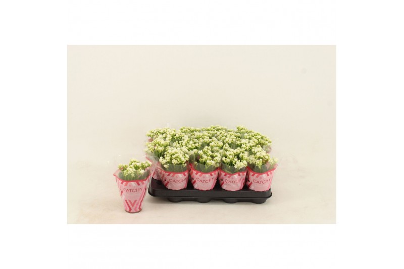 Kalanchoe calandiva whites Double White 