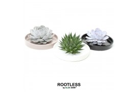 Arrangementen succulenten ROOTLESS Succulent, Panda bowl1 pp