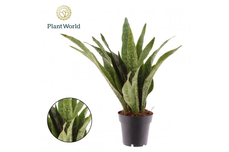 Sansevieria trifasciata Sansevieria Aubrytniana Dragon 