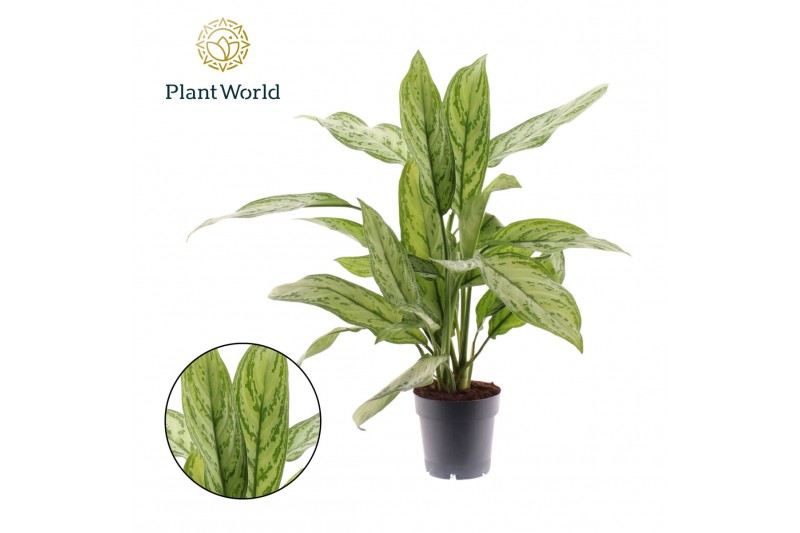 Aglaonema silver queen Aglaonema Silver Queen 2 pp 