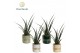 Kamerplanten mix Sansevieria kirkii Friends in keramiek Lauri 2 pp 