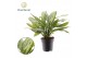 Aglaonema silver queen Aglaonema Silver Queen 2 pp 