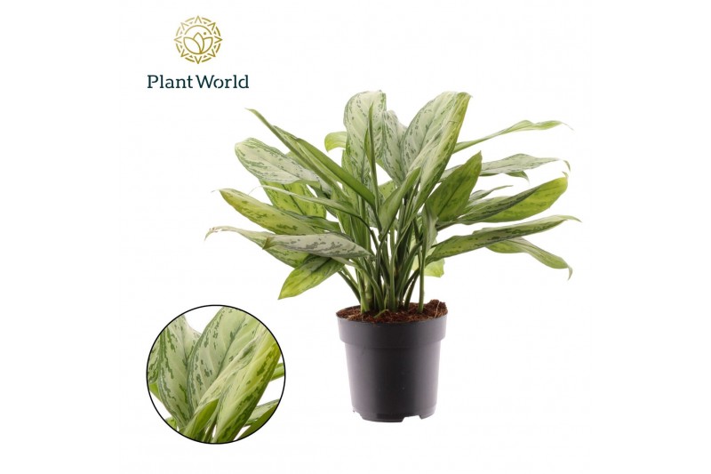 Aglaonema silver queen Aglaonema Silver Queen 2 pp 