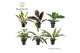 Philodendron Philodendron gemengd diverse soorten 1 pp 