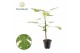 Kamerplanten Carica Papaya 1 pp zonder bloem bl. 