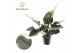 Philodendron imperial green Philodendron Imperial Green 1 pp 
