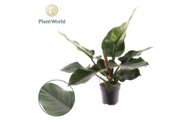 Philodendron imperial green Philodendron Imperial Green 1 pp