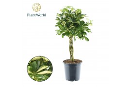 Schefflera arboricola gold capella Schefflera Gold Capella gevlochten 