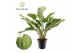 Aglaonema cleopatra Aglaonema Cleopatra 2 pp 
