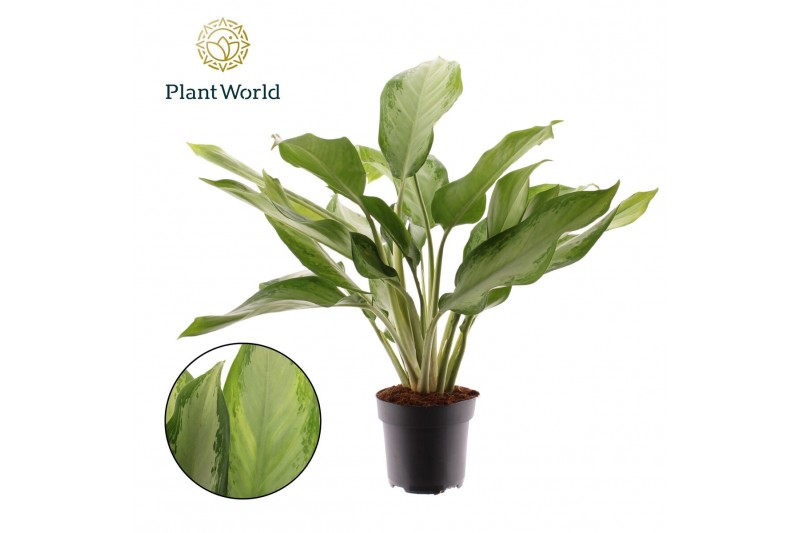 Aglaonema cleopatra Aglaonema Cleopatra 2 pp 