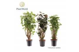 Polyscias Polyscias 2-3 soorten gemengd 1 pp