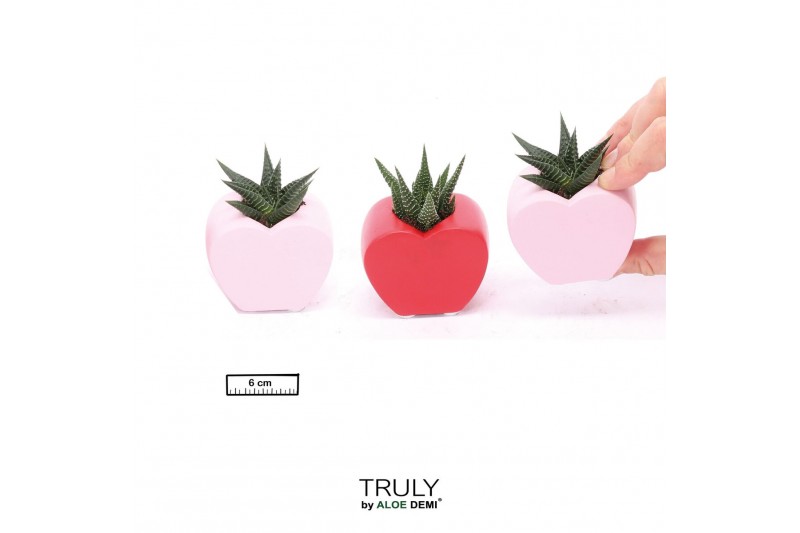 Succulenten TRULY Succulent, Heart mini1 pp 