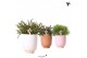 Rhipsalis mix Kolibri Greens Rhipsalis mix in Glazed pot mix1 pp 