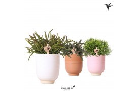 Rhipsalis mix Kolibri Greens Rhipsalis mix in Glazed pot mix1 pp