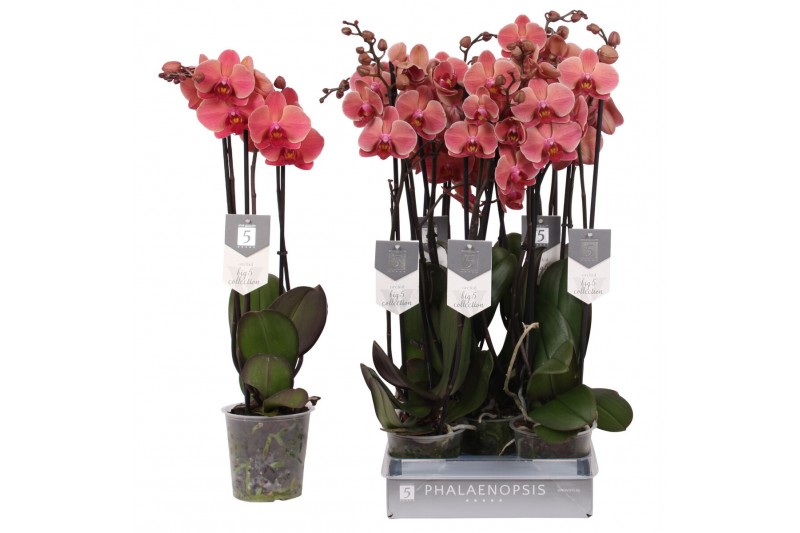 Phalaenopsis anthura narbonne Phalaenopsis Narbonne, 3-spike 22+bl.  t 