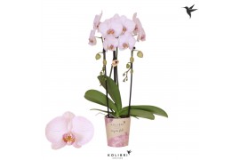 Phalaenopsis elegant cascade Kolibri Orchids Cascade Niagara Fall True