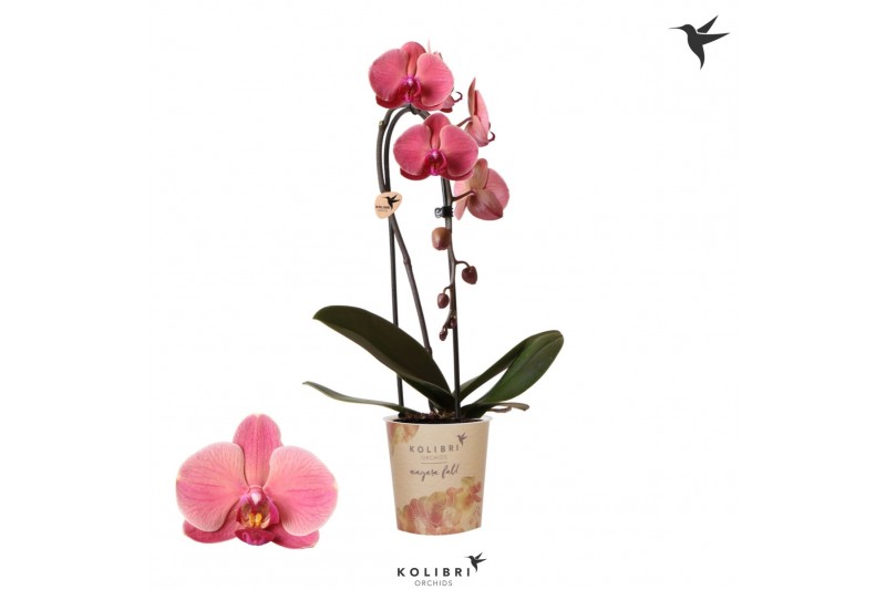 Phalaenopsis elegant cascade Kolibri Orchids Cascade Niagara Fall oran 