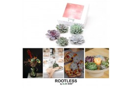 Arrangementen succulenten ROOTLESS Echeveria 5x 7-10 cm DIY box5 pp