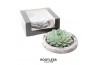 Arrangementen succulenten ROOTLESS Echeveria, Koala bowl - black box1 