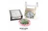 Arrangementen succulenten ROOTLESS Echeveria, Octopus bowl - black box