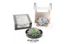 Arrangementen succulenten ROOTLESS Echeveria, Panda bowl - black box1 
