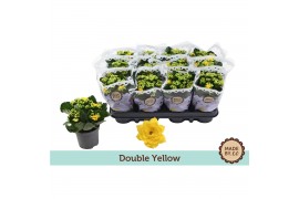 Kalanchoe bloss. rosalina amarillo yellow Kalanchoë Double Yellowpp