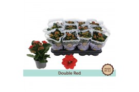 Kalanchoe bloss. rubio red Kalanchoë Double Redpp