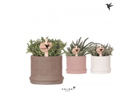 Rhipsalis mix Kolibri Greens Rhipsalis mix in Bali pot mix1 pp