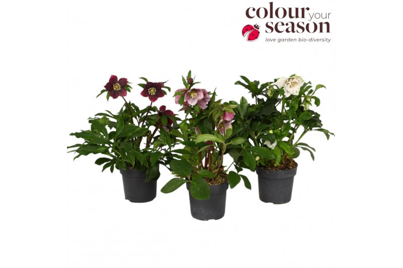 Helleborus orientalis Helleborus orientalis mix P155 bl. 