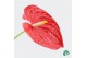 Anthurium andr. mix royal 