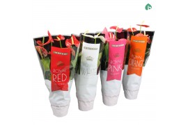 Anthurium andr. mix royal