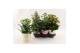 Kalanchoe veranda mix Kalanchoe Special Mix, minimaal 3 soorten van bi 
