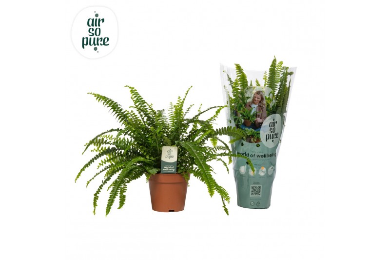 Nephrolepis exaltata green lady Air So Pure 