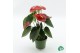Anthurium andr. madural red royal 
