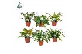 Varens mix Varenmix - Air So Pure