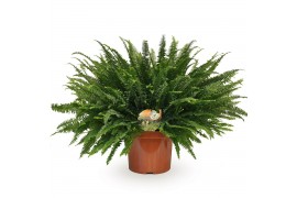 Nephrolepis exaltata green lady Nephrolepis Green Ladycm diameter