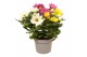Chrysanthemum ind. mix Chrysant Carnaval3 pp 
