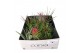 Tillandsia mix 101613 tillandsia mix x201 bl. 