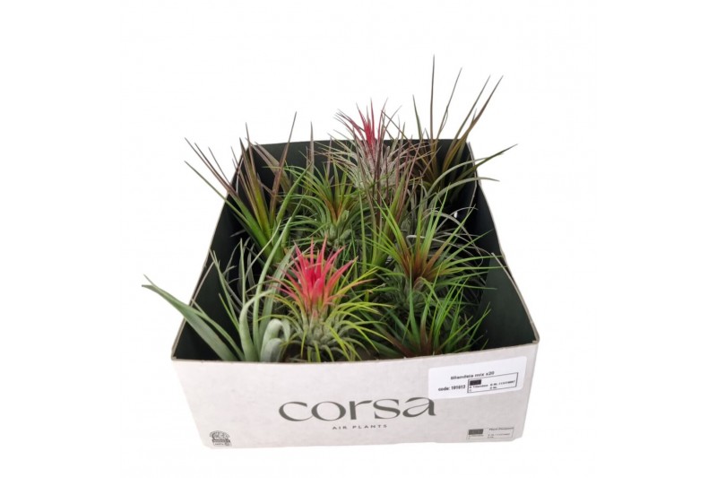 Tillandsia mix 101613 tillandsia mix x201 bl. 