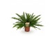 Nephrolepis exaltata green lady 60cm 