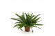 Nephrolepis exaltata green lady 60cm 