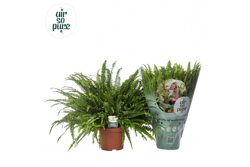 Nephrolepis exaltata green lady Air So Pure 